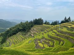 -紫鹊界梯田景区
