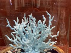 -青岛贝壳博物馆