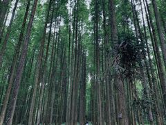 -武陵山森林公园