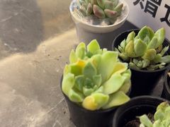-透明思烤·自助烤肉海鲜火锅(东部星悦天地店)