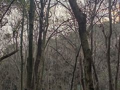 -杭州半山国家森林公园