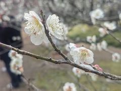 -杭州植物园