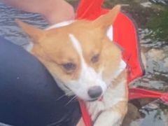 -美联众合动物医院(·中兽医·疑难杂症·严家桥分院)