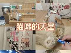 -唐小姐の私宠·宠物洗护美容·撸猫馆·购宠(周浦万达旗舰店)