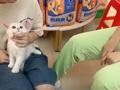 -lincat·猫舍(广州店)