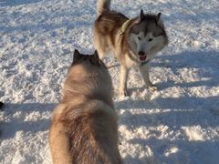 -宠乐会宠物乐园