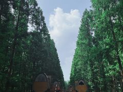 -黄海国家森林公园