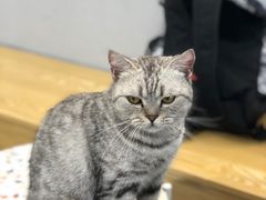 -Heymao猫咖.咖啡厅(东门店)