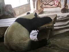 -海南热带野生动植物园