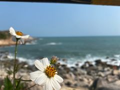 -广东惠东海龟国家级自然保护区