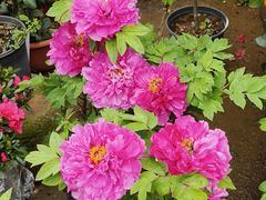 -桂林市花鸟市场