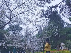 -武汉大学-樱园