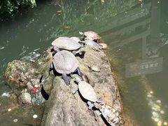 -雁荡山雁湖景区
