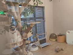 -唐小姐の私宠·宠物洗护美容·撸猫馆·购宠(周浦万达旗舰店)