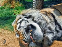 -西霞口神雕山野生动物世界