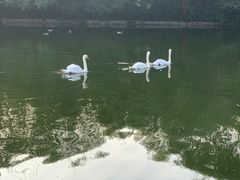 -合肥野生动物园