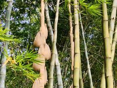 -望江楼公园