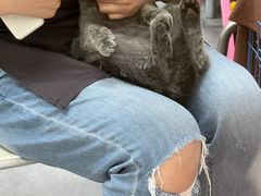 -瑞鹏宠物医院·骨科·猫科·内科(第一中心)