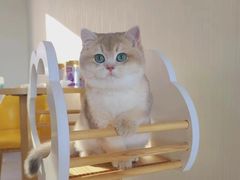 -欣宠猫屋·矮脚拿破仑·蓝金金渐层