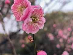 -香雪海