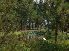-东郊湿地公园