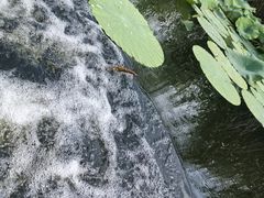 -白洋淀景区