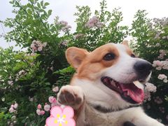 -美联众合宠物医院·爱萌分院·内外科·猫科中心