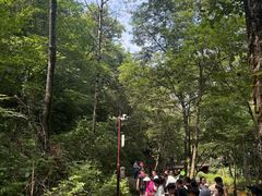 -茅兰沟国家森林公园