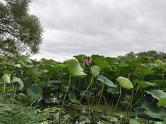 -长春市南湖公园