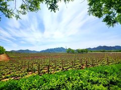 -北京张裕爱斐堡酒庄