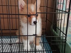 -翊宠yipet猫狗购宠庄园犬舍•猫舍