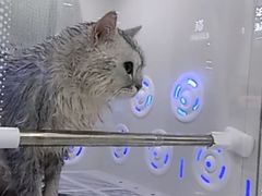 -爱洗澡的猫(天河路店)