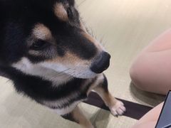 -逗柴咖啡屋·狗咖猫咖宠物桌游