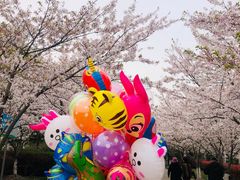 -高东镇樱花园