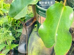 -国家植物园南园