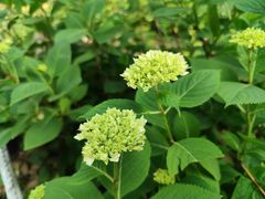 -共青国家森林公园-南大门停车场