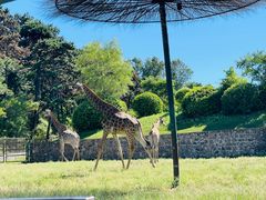 -沈阳森林动物园