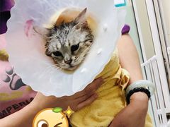 -北京观赏动物医院·24小时大型综合·猫专科·异宠专科