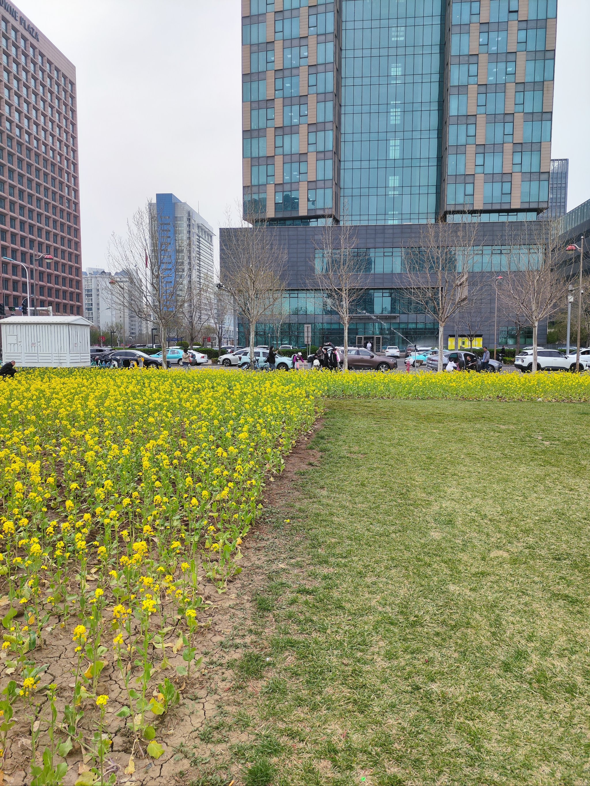 泰达城市公园油菜花图片