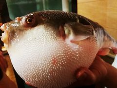 -天正河鲀·河豚亭(大连店)