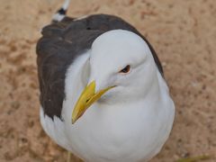 -费瑟代尔野生动物园