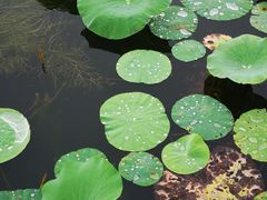 -天津东丽湖风景区