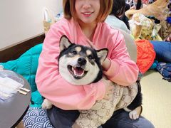 -逗柴咖啡屋·狗咖猫咖宠物桌游