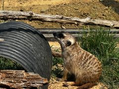 -大连森林动物园