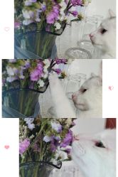 -飛凡TATTOO纹身•原创