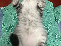 -派特宠物医院(圆融广场店)