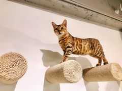 -Heymao猫咖.咖啡厅(东门店)