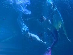 -海合安成都极地海洋公园