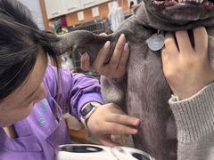 -瑞派·关忠动物医院·异宠专科·犬猫肿瘤·皮肤专科(望京店)