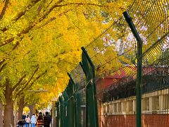 -三里屯东五街银杏大道